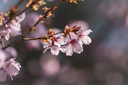 如何选择安全可靠的澳门游戏网站平台进行游戏娱乐 如何选择安全可靠的澳门游戏网站平台进行游戏娱乐