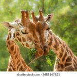 畅游7天娱乐官网,体验无与伦比的游戏乐趣与精彩活动 4va1ztk2lu